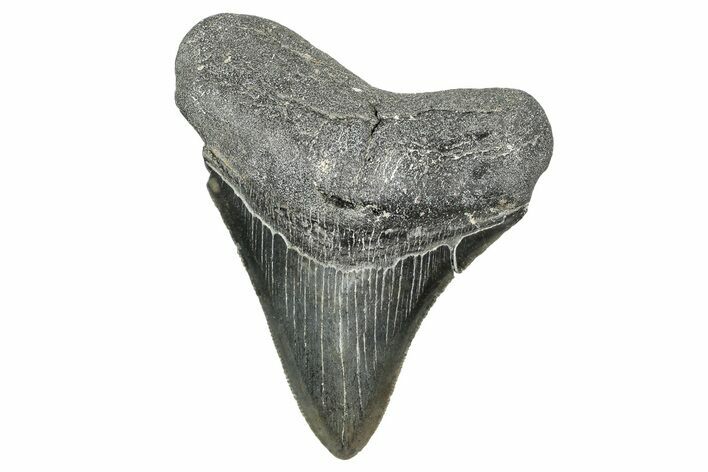 Serrated, Fossil Megalodon Tooth - North Carolina #340852